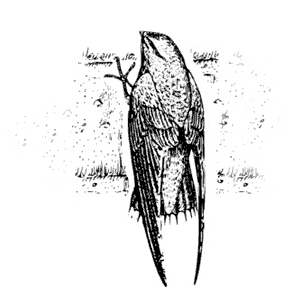 Chimney Swift