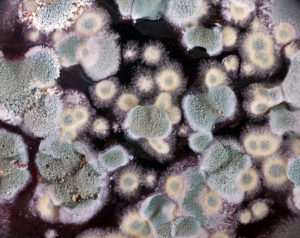 The Effects of Mold in Your Chimney - Raleigh NC - Mr. Smokestack Chimney Service The Effects of Mold in Your Chimney - Raleigh NC - Mr. Smokestack Chimney Service