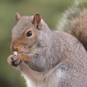 Help! There's an Animal in My Chimney - Raleigh NC - Mr. Smokestack squirrel