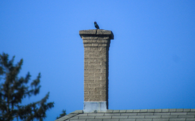 Help! There’s an Animal in My Chimney