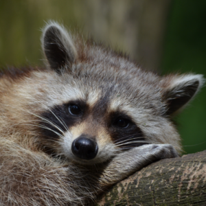 Help! There's an Animal in My Chimney - Raleigh NC - Mr. Smokestack raccoon