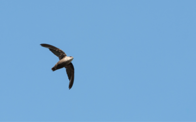 Dealing with Chimney Swifts