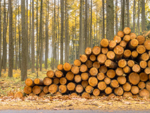 Tips on Buying the Best Firewood - Raleigh NC - Mr. Smokestack Chimney Service
