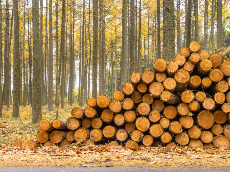 Tips on Buying the Best Firewood