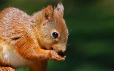 How to Keep Animals from Nesting in Your Chimney