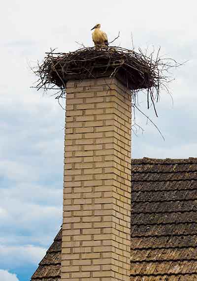 Brick Chimney with Large Bird's Nest over Flue and Bird Perched in Nest