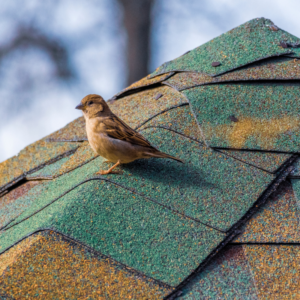 Animals in Your Flue? - Raleigh NC - Mr Smokestack roof