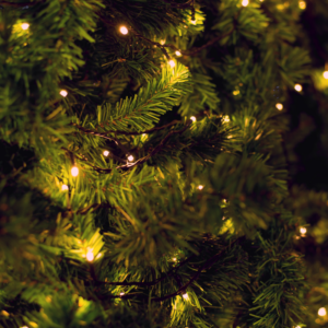 close up view of evergreen branches with christmas lights