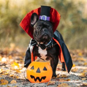 a small black dog wearing a Dracula costume with a Jack-o-Lantern candy bucket