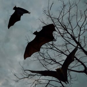 three bats flying across a cloudy sky near tree branches