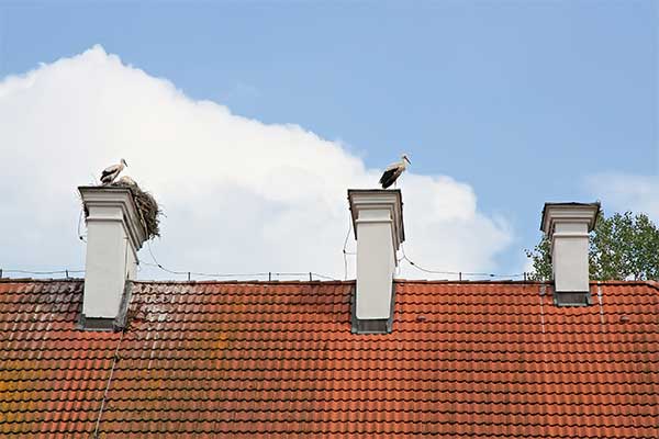 Stock Photo- Birds on top of a chimney-Mr Smokestack Birds on top of a chimney