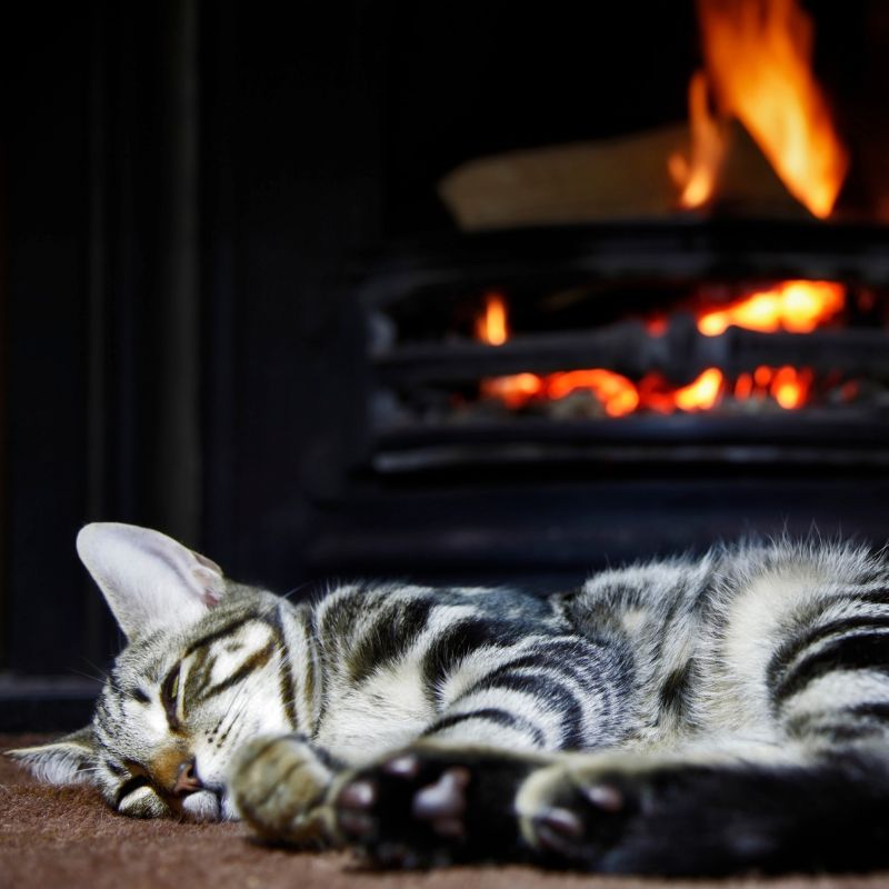 a black and white striped cat sleeping in front of a fire in a fireplace