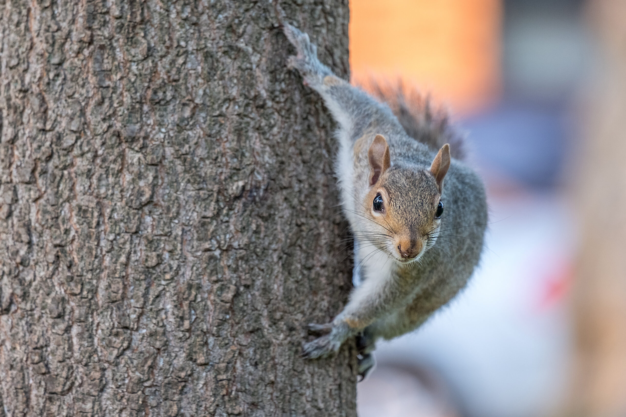 Stock image of a gray squirrel climbing a tree.