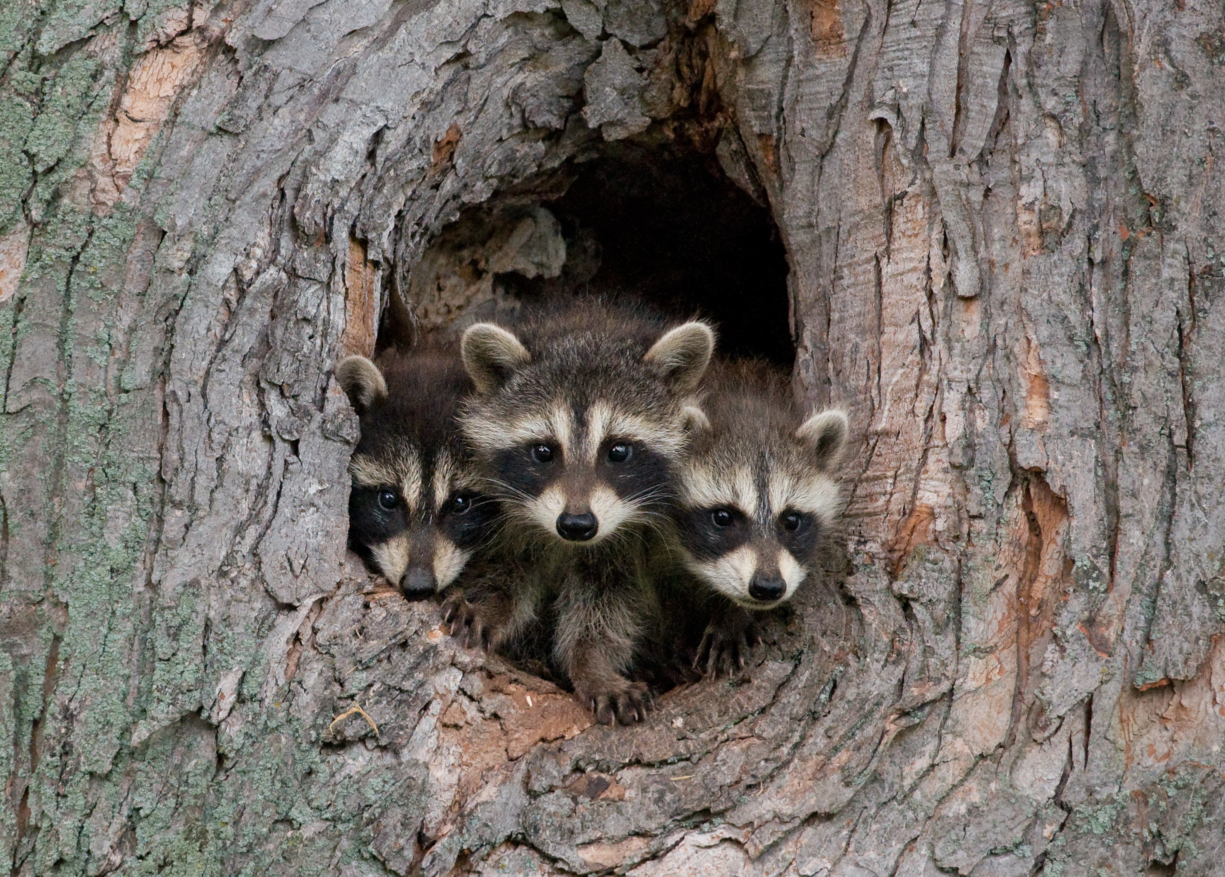 Stock image of three baby raccoons poking their head out of a hole in a tree.
