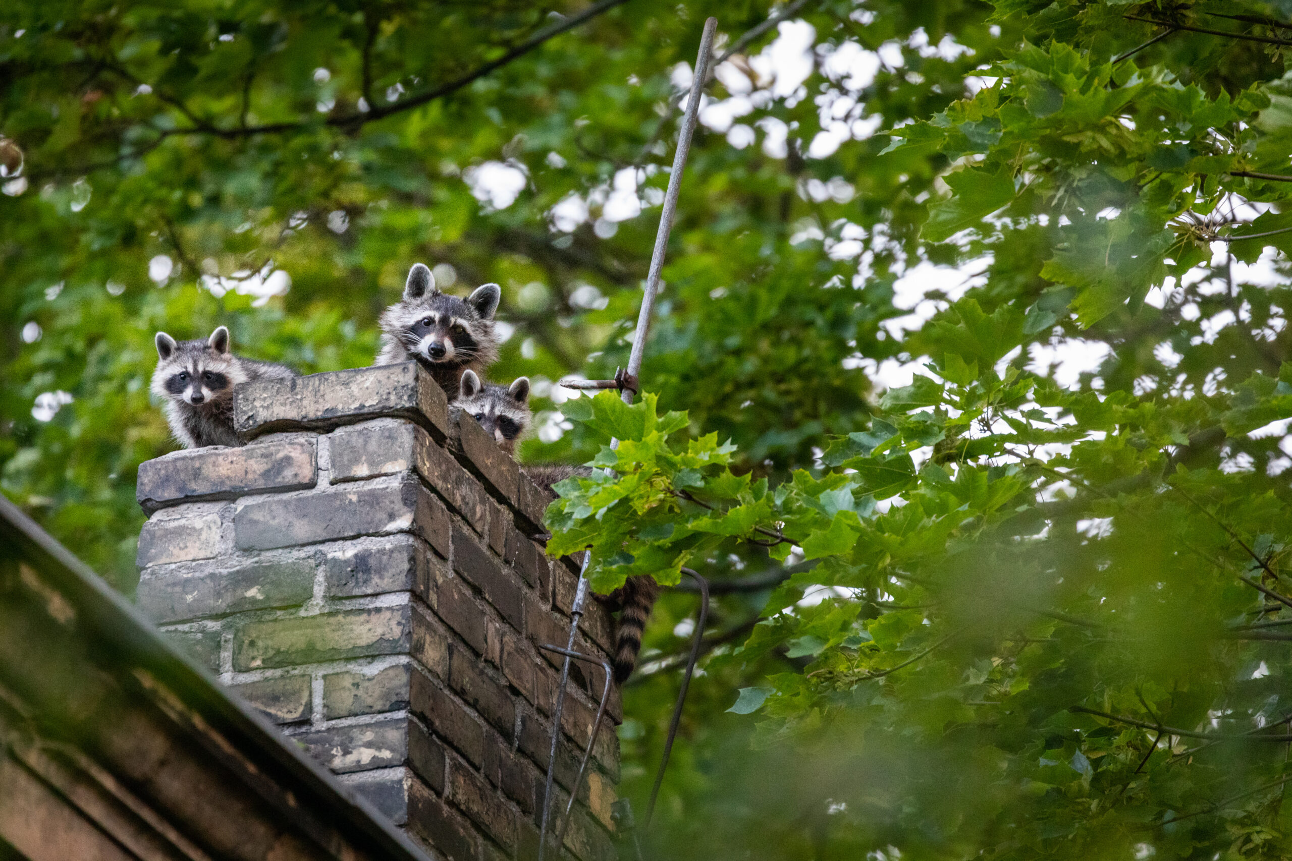 Stock image of three raccoons popping their heads out of a masonry chimney.