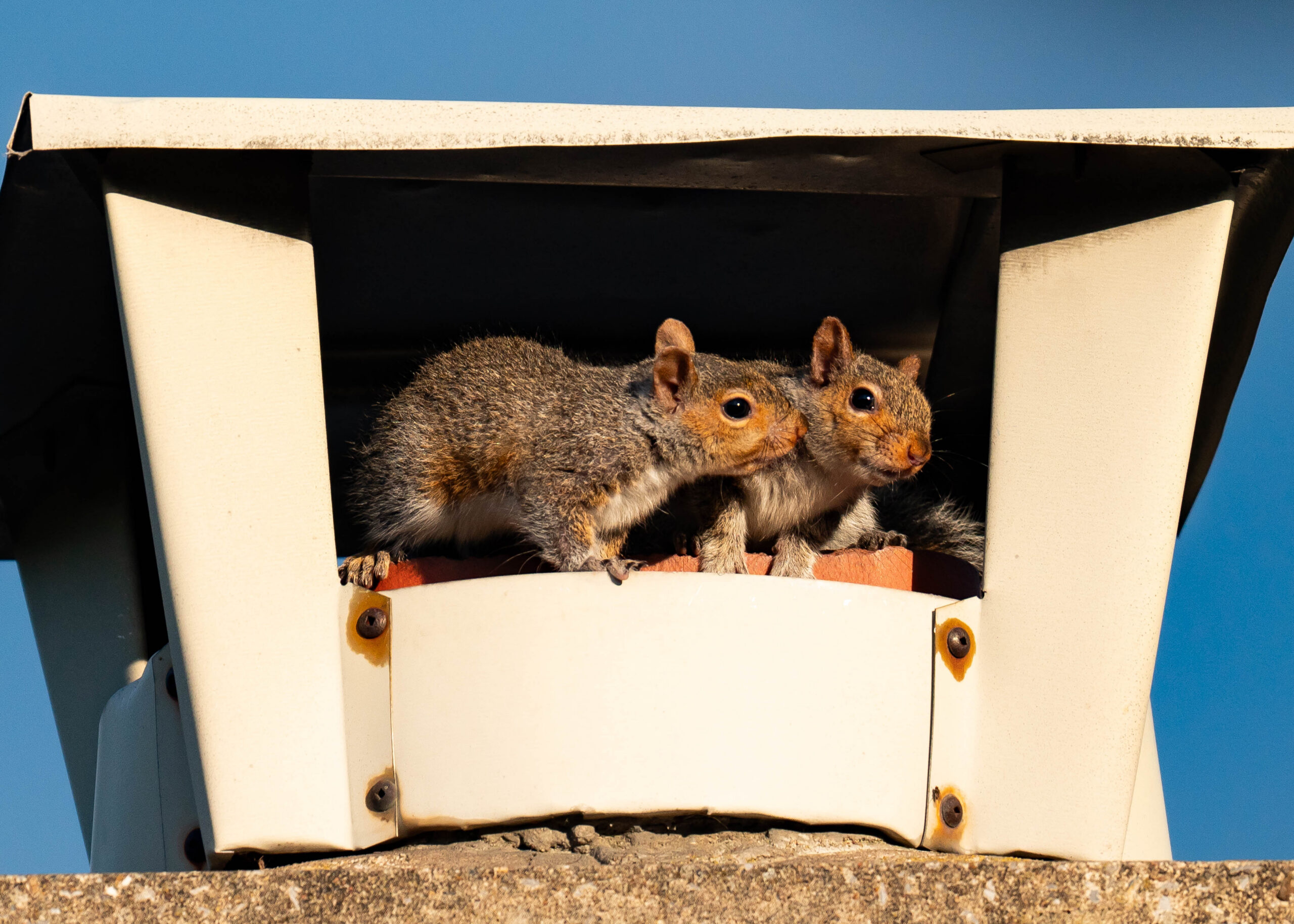 Adobe Stock image of two squirrels sitting under a chimney cap.