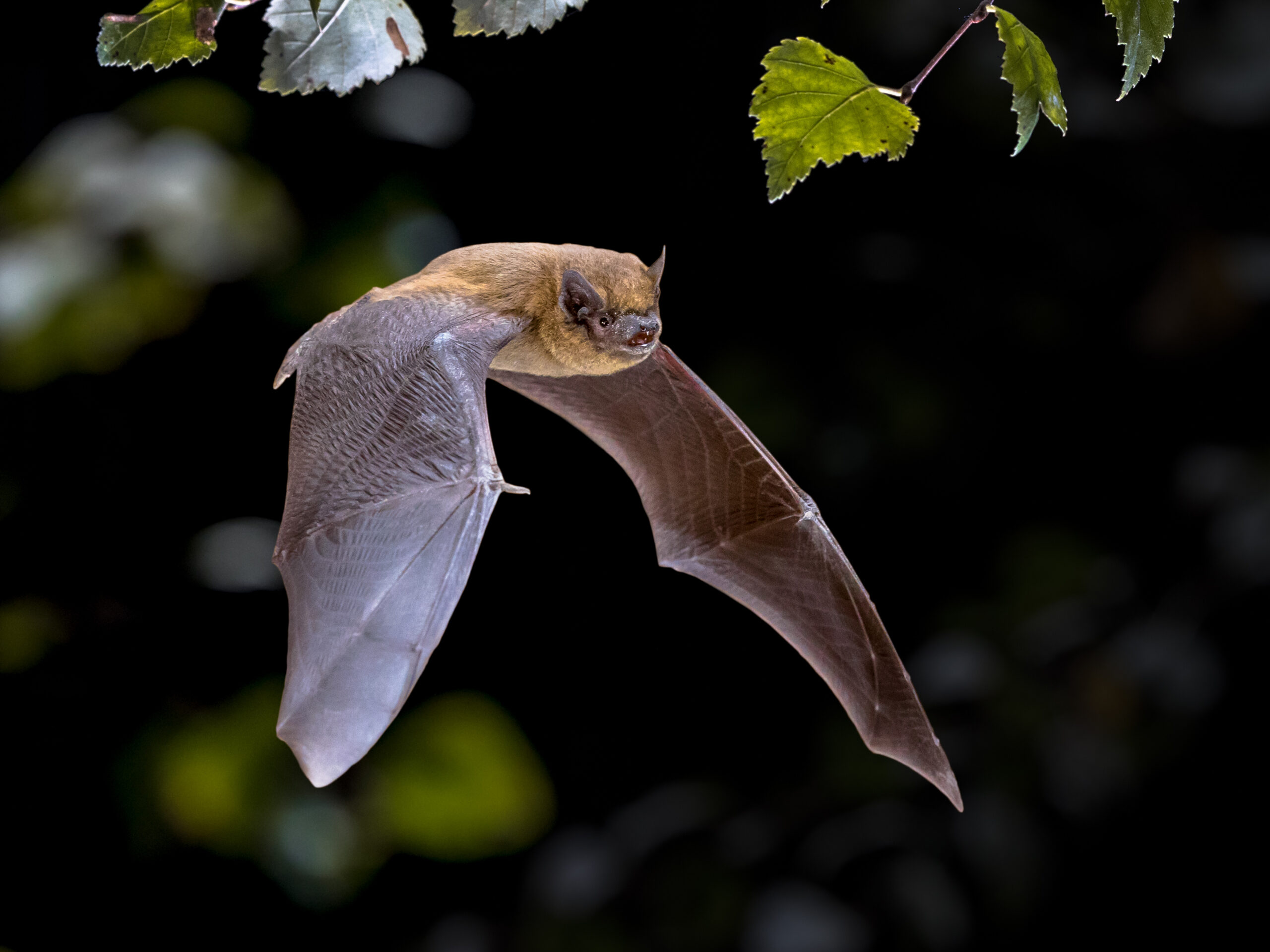 Stock image of a bat in flight.