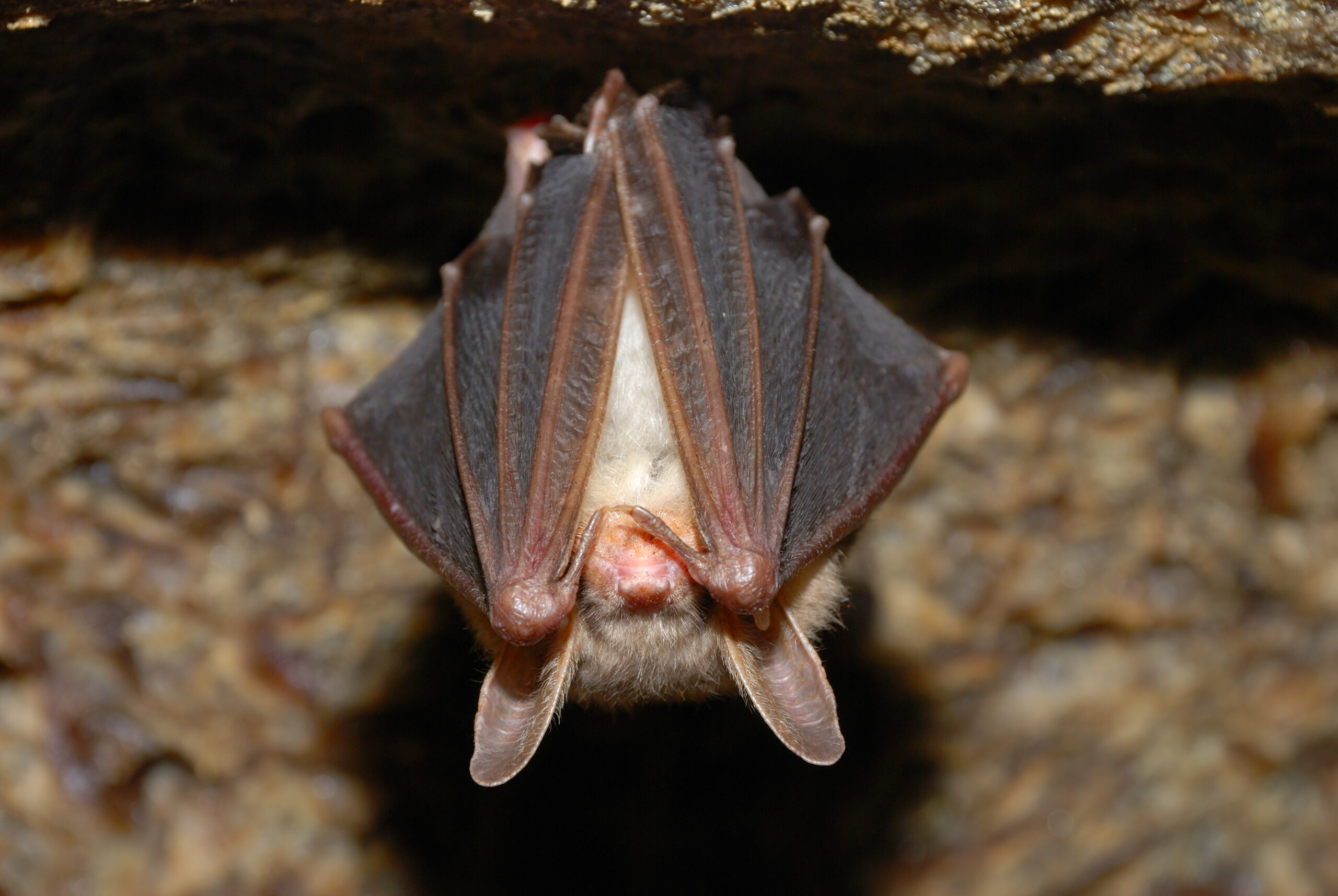 Stock image of a bat roosting on a wall.