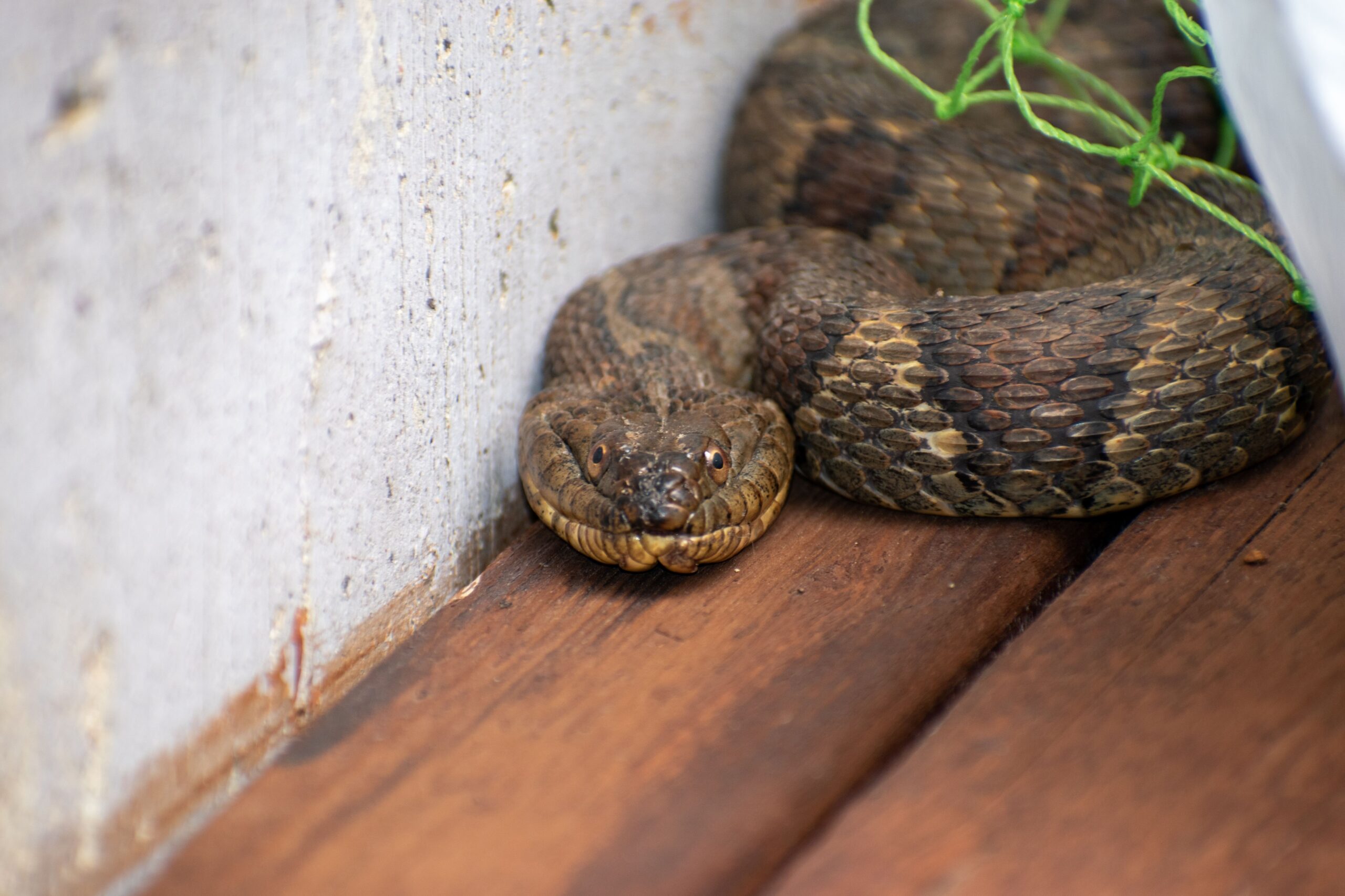 Stock image of a snake hiding in a corner at a lake house.